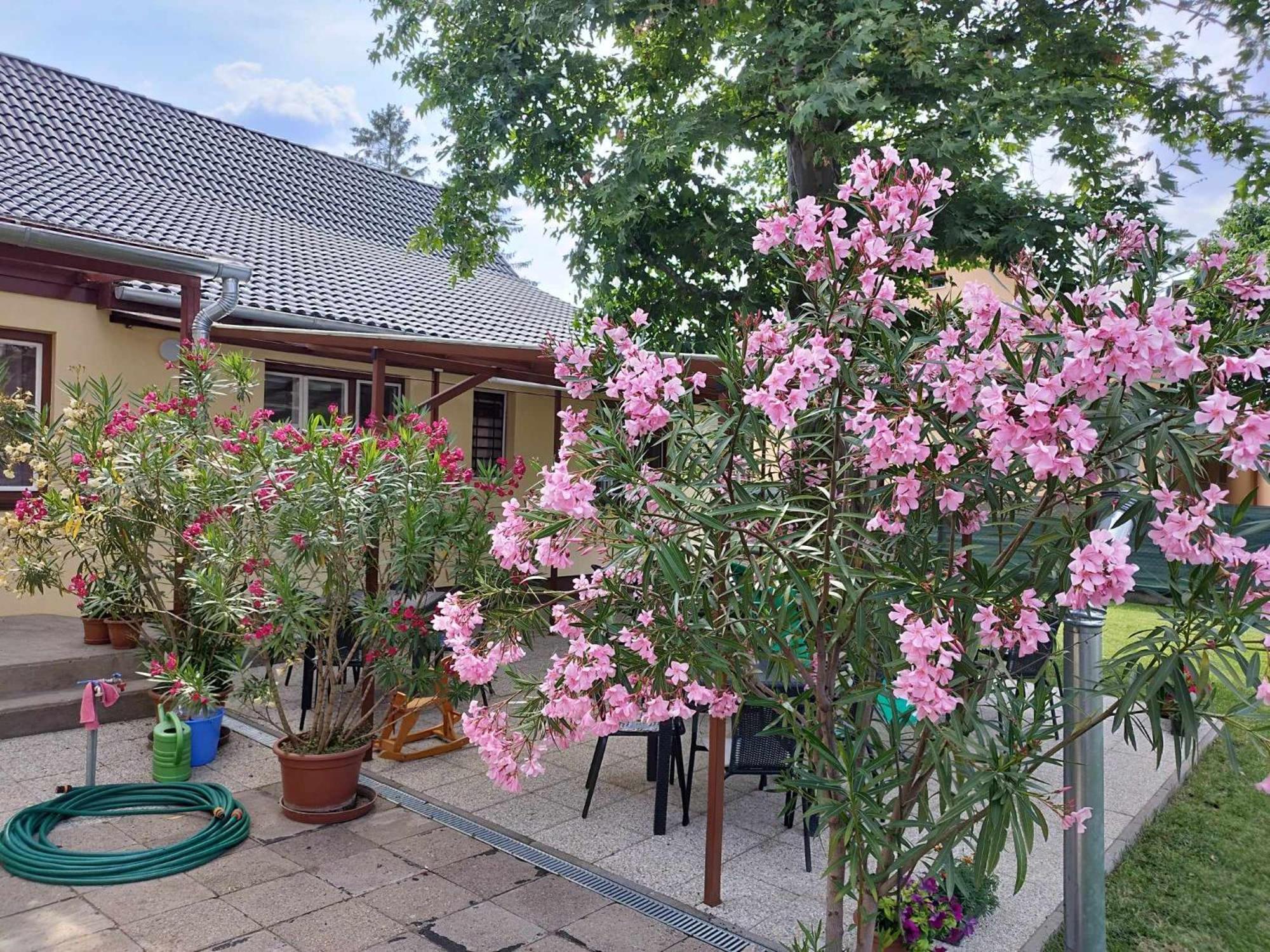 Tartós Szegfű Vendégház, Magánszállás Tazlar Exterior foto